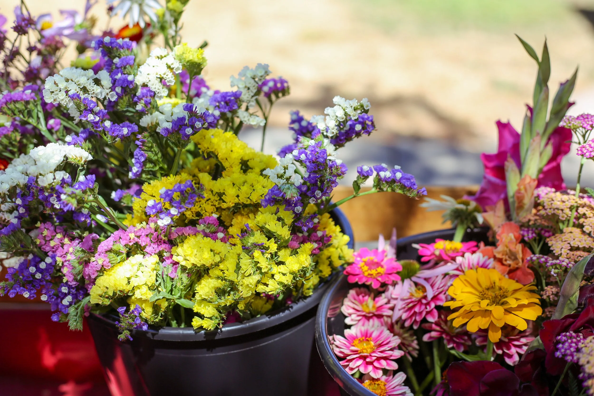 Colorful potted flowers including yellow, purple, pink, and white blossoms