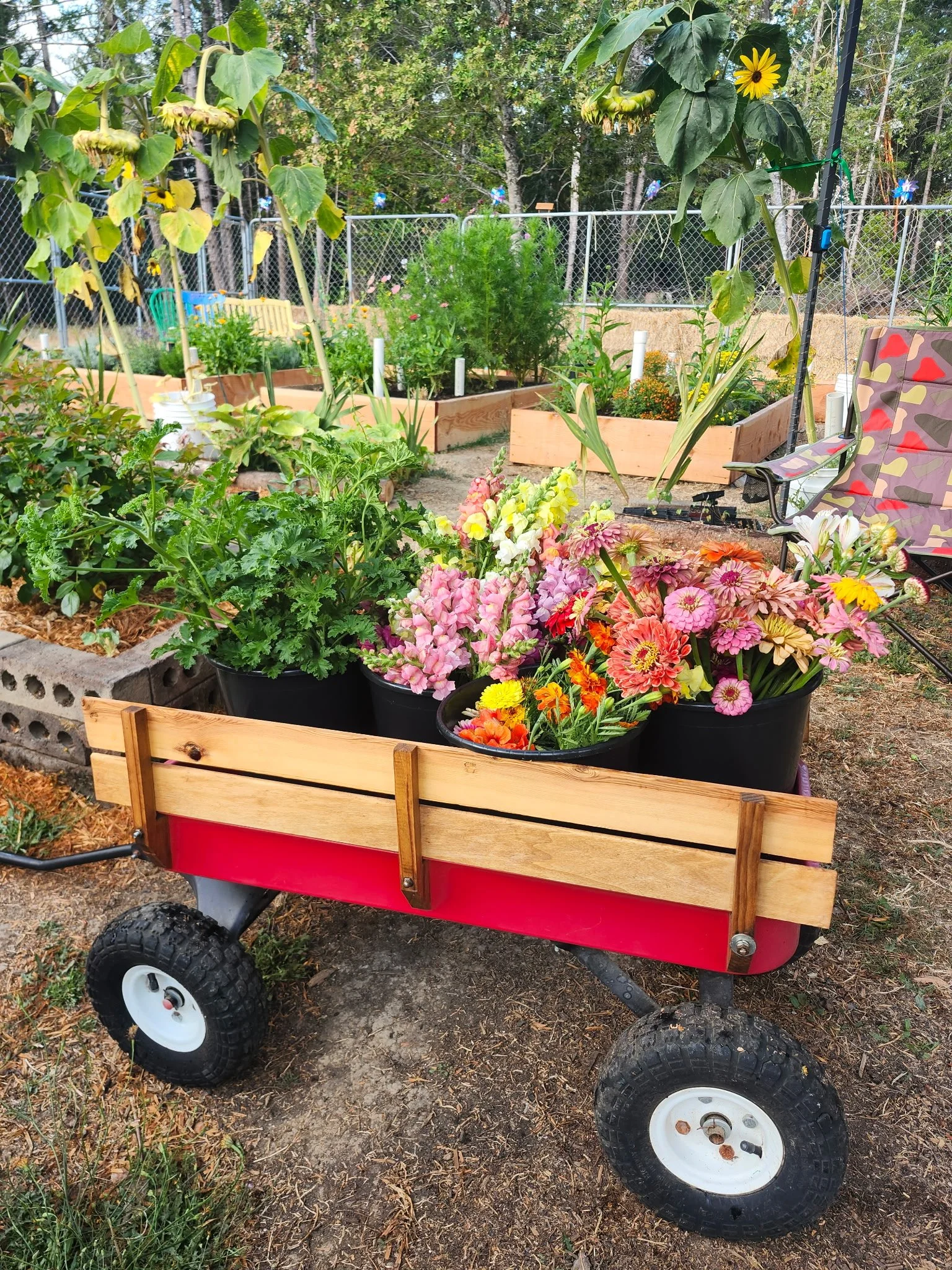 A red wagon filled with various colorful flowers, including pink, yellow, and orange blooms, parked in a garden with garden beds, plants, and a shaded seating area in the background.