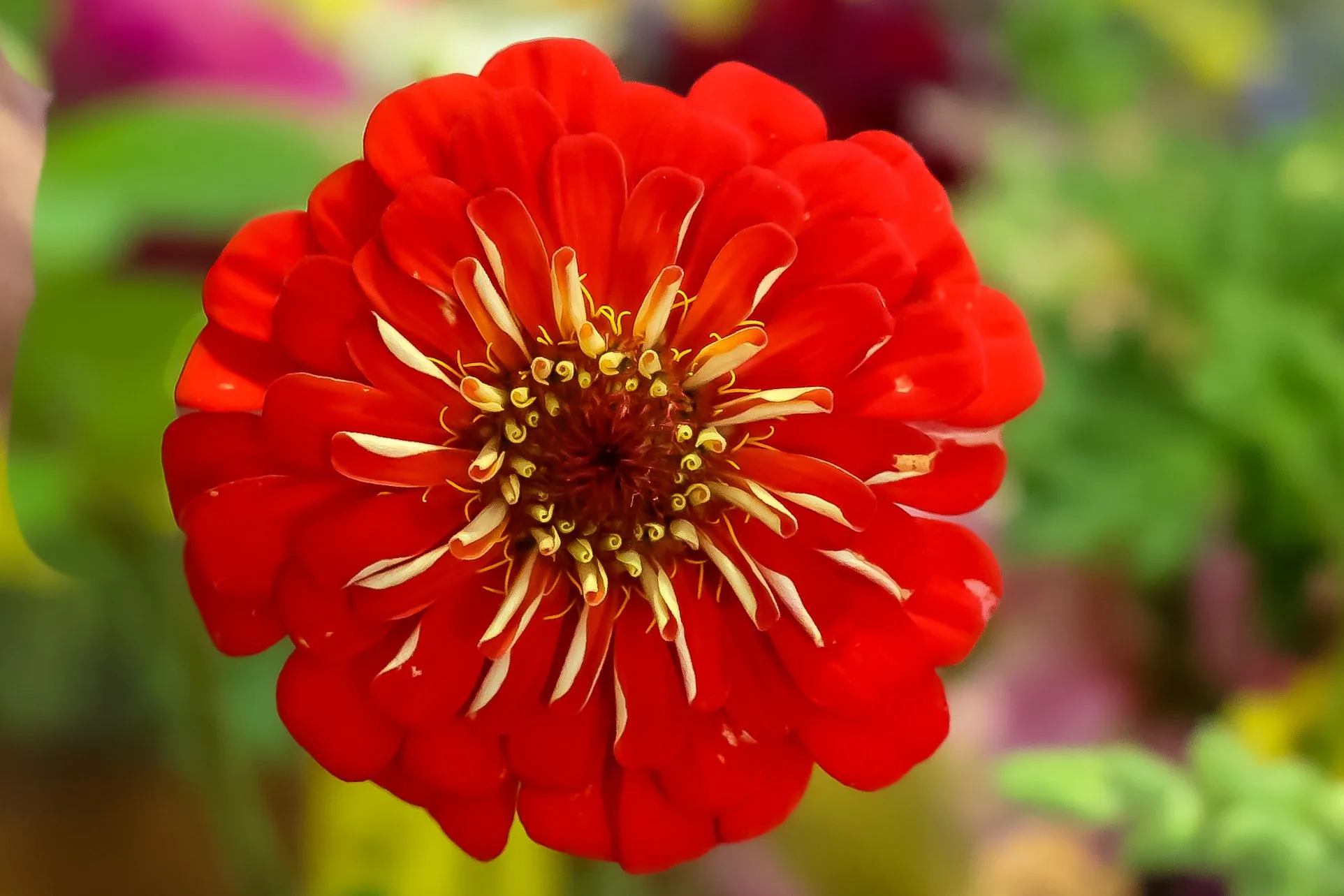 Close-up of a vibrant red dahlia flower with intricate yellow and white center details.