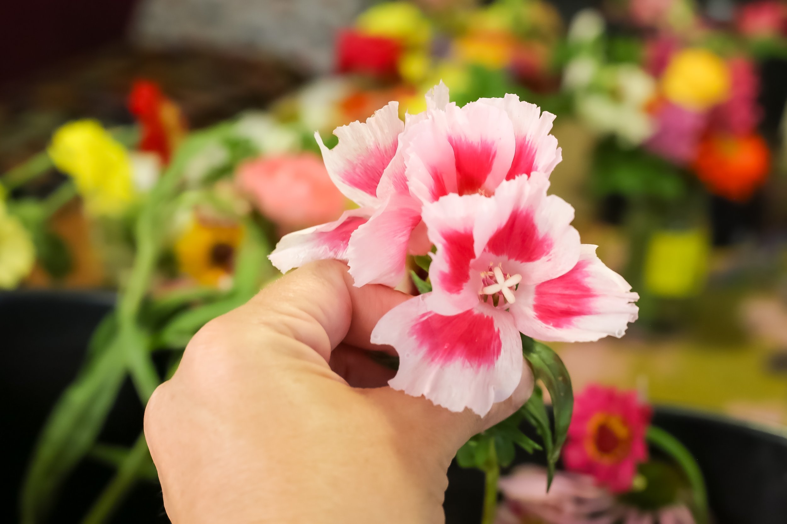 Hand holding a pink and white striped flower with green leaves, with colorful flowers in the background.