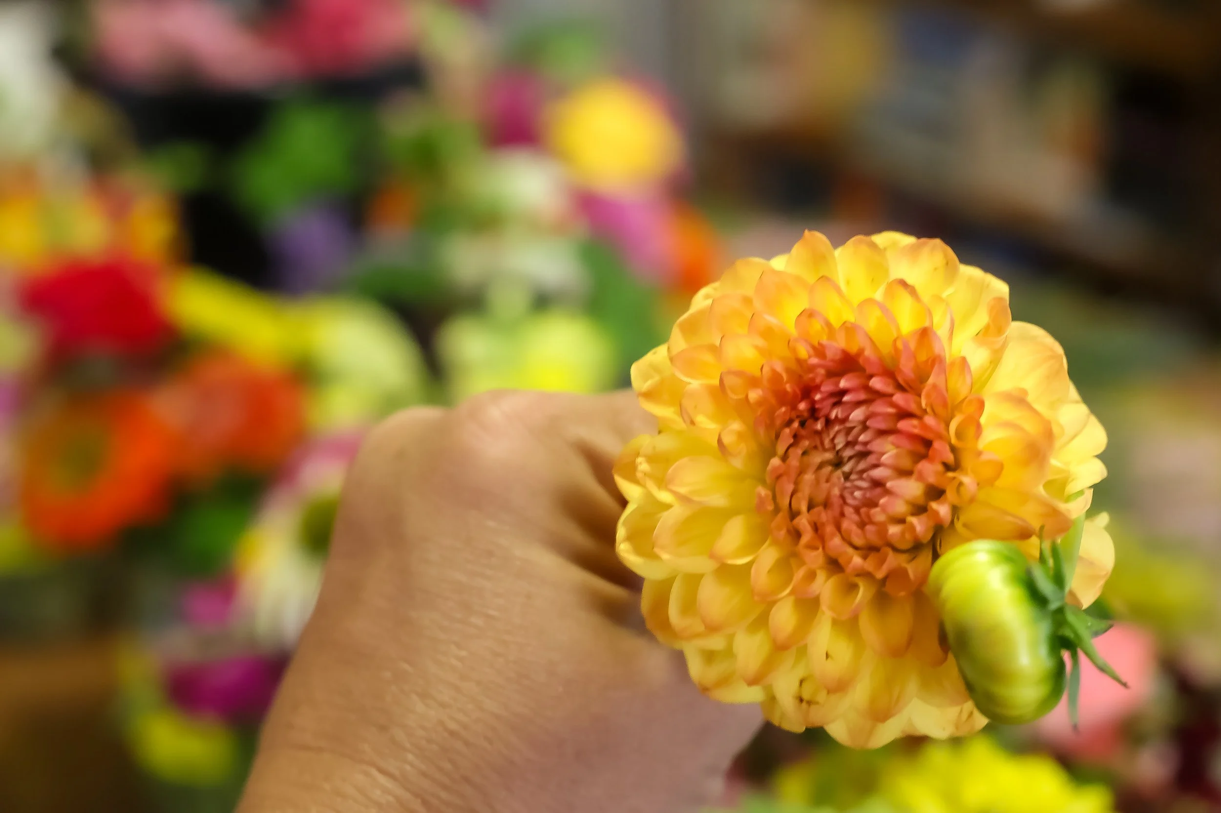 Person holding a yellow and orange dahlia flower with a budding flower at the base, with a blurry background of colorful flowers.