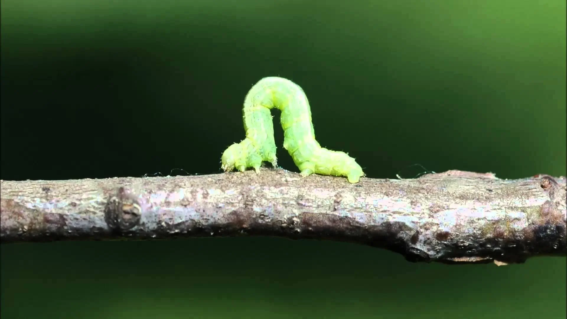 One Inch at a Time