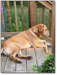 Keep your Pets Safe in the Heat