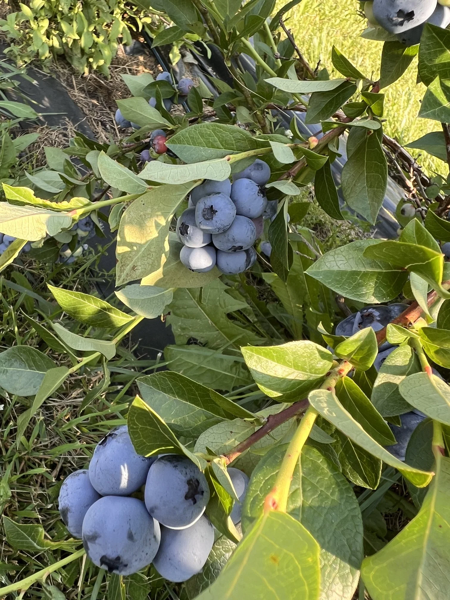 Nature’s Candy