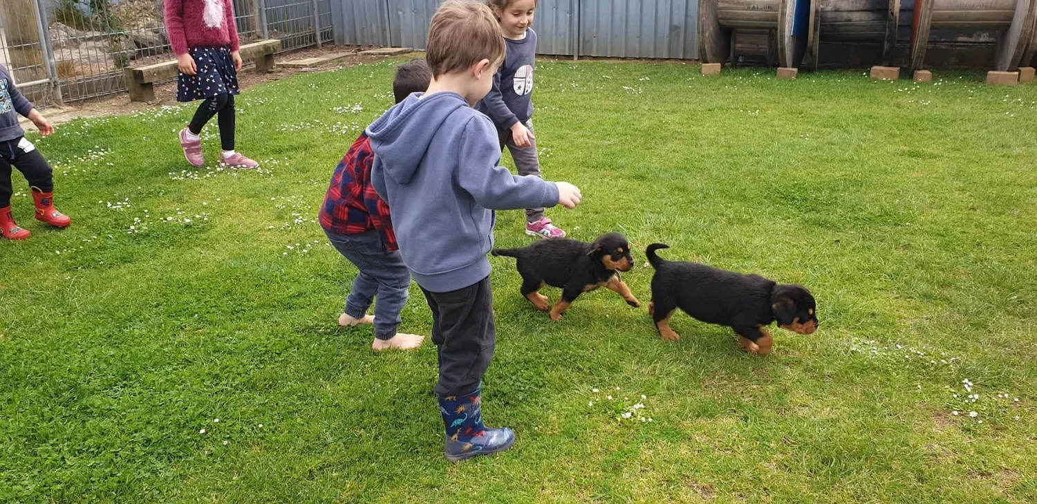 puppy.jpg.webp