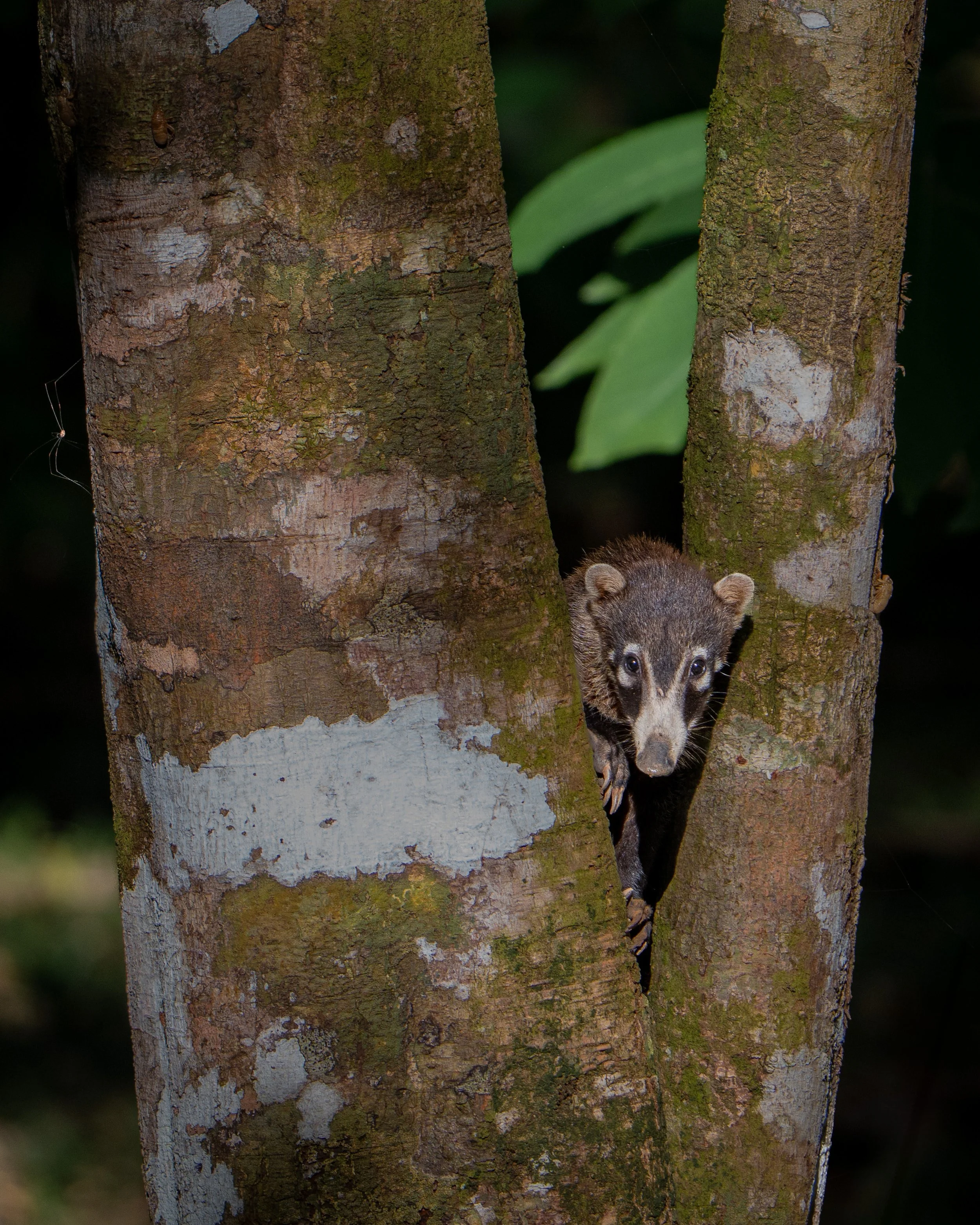 White-nosed coati