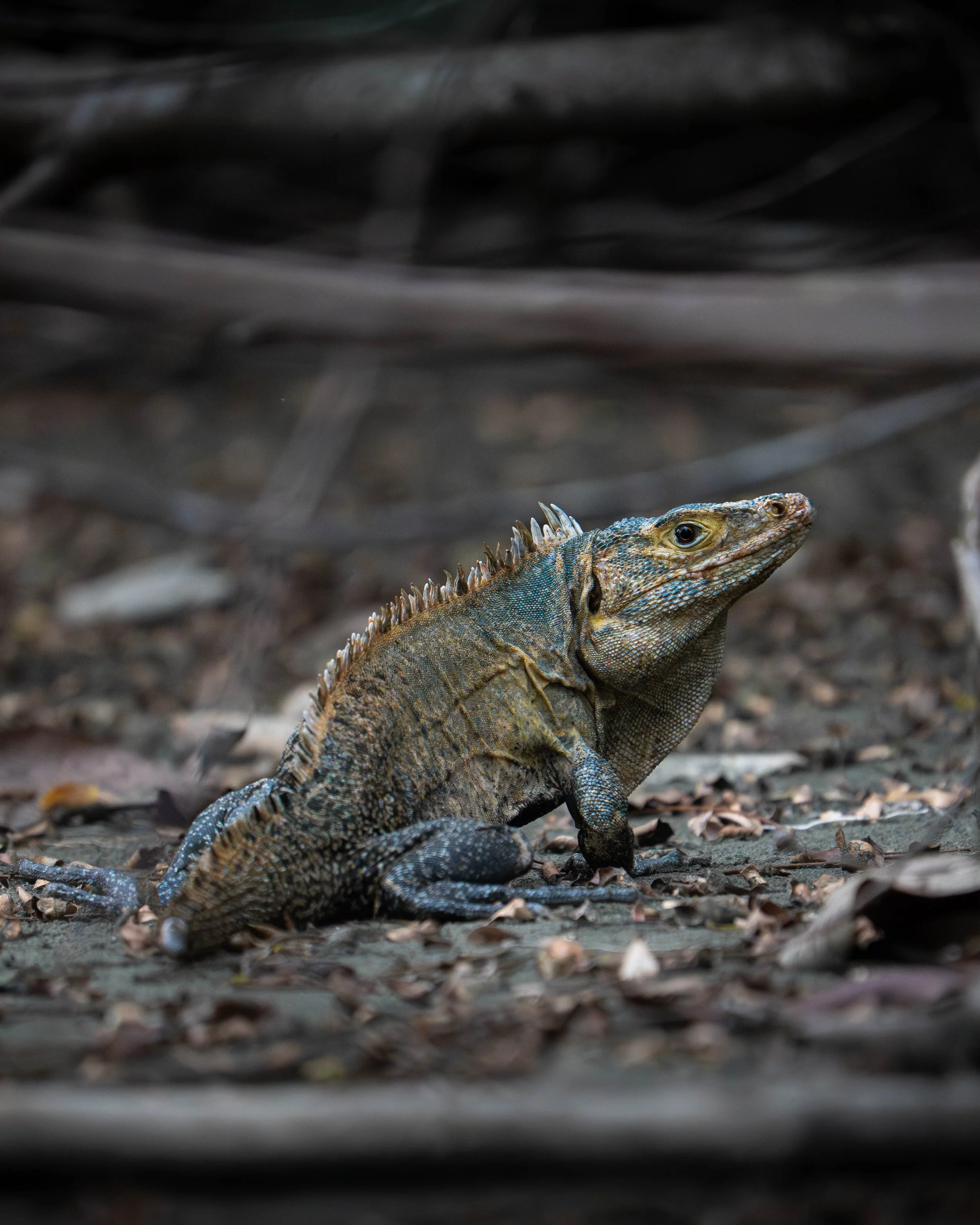  Black spiny-tailed iguana