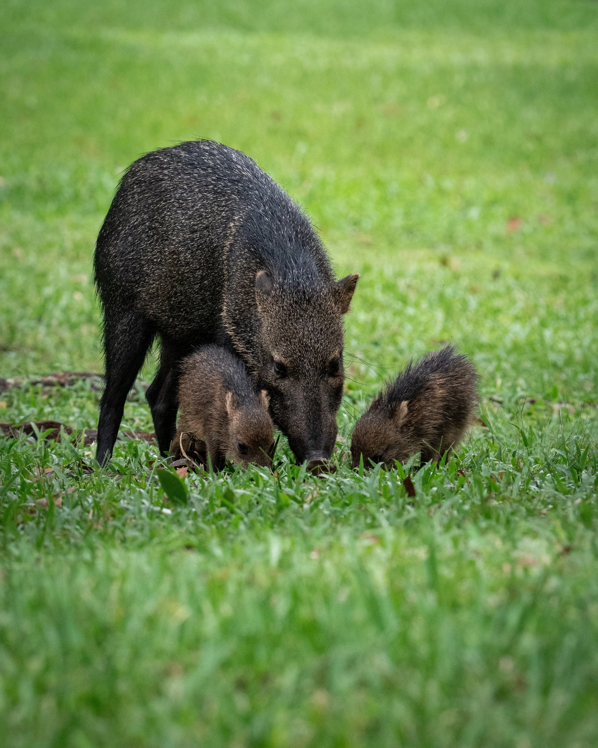 Collared peccary