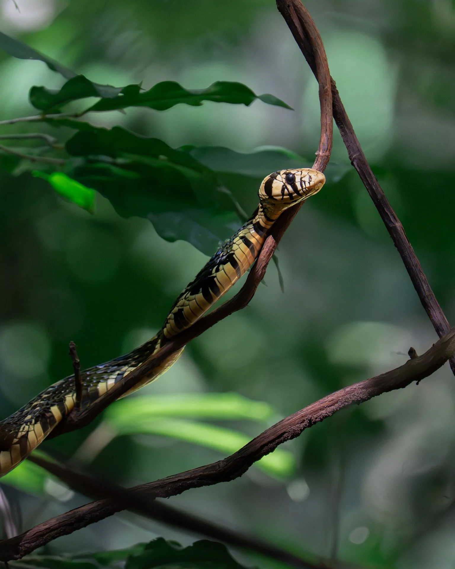 Tropical Chicken Snake