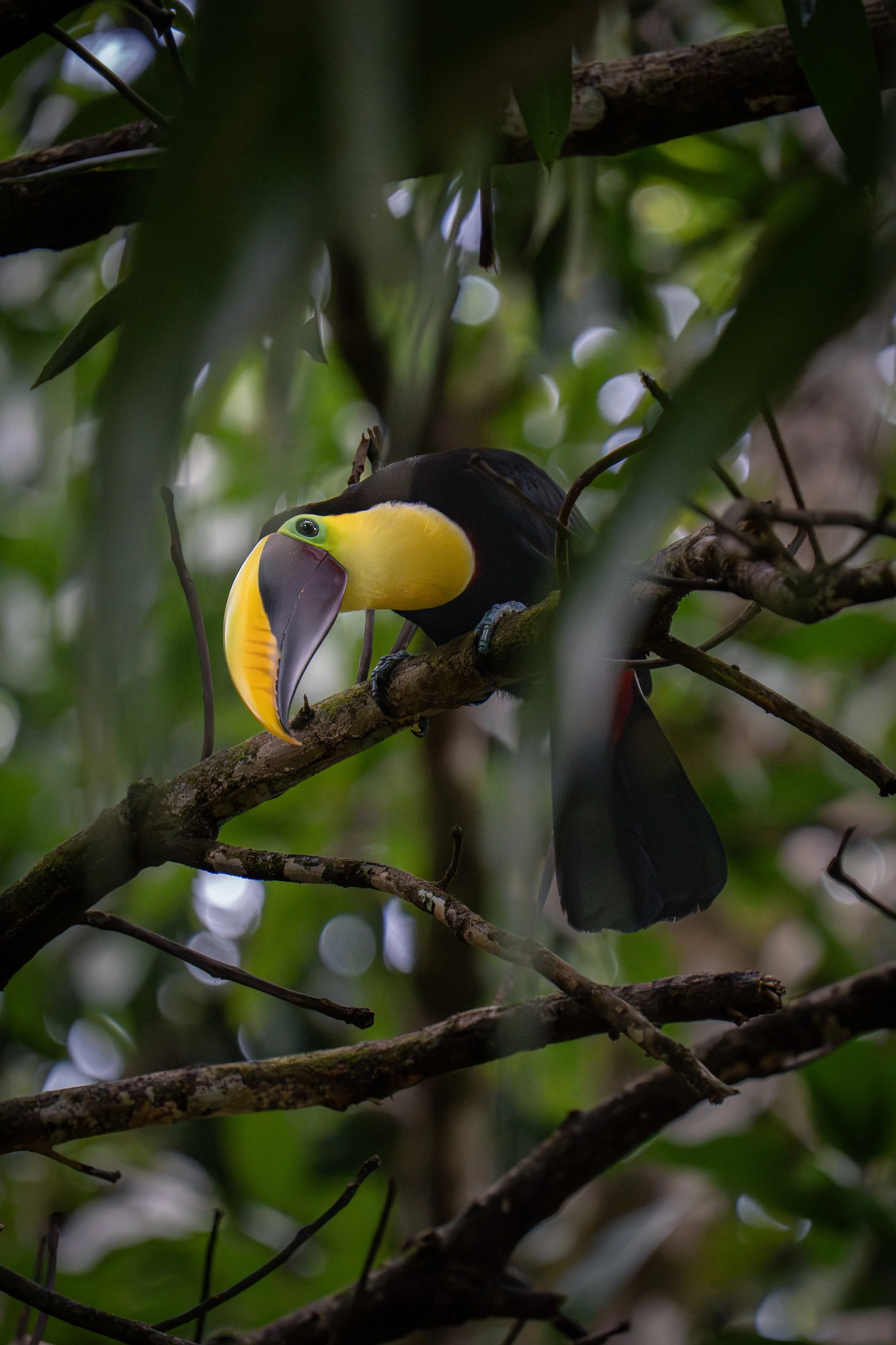 Chestnut-mandibled Toucan