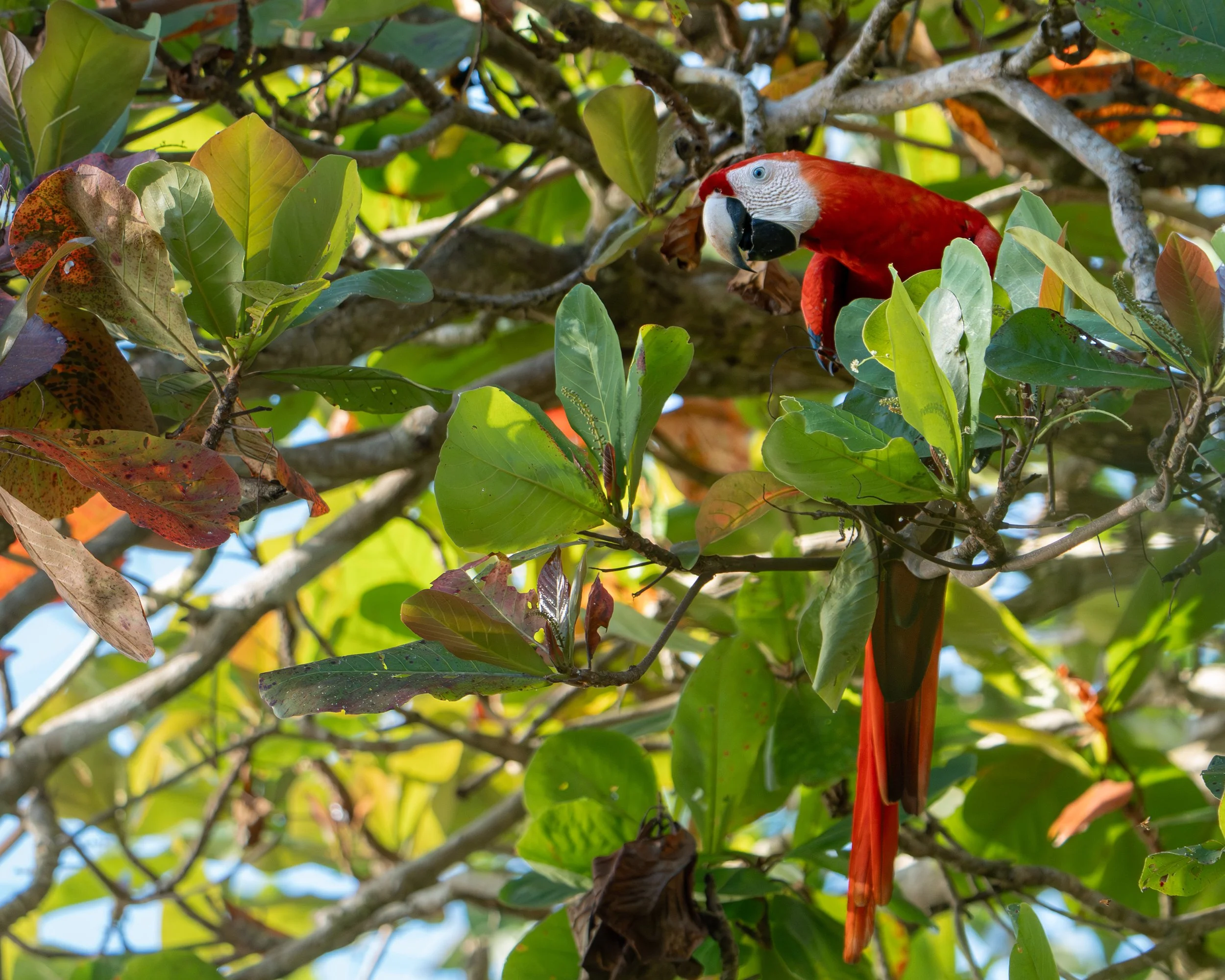 Scarlet macaw