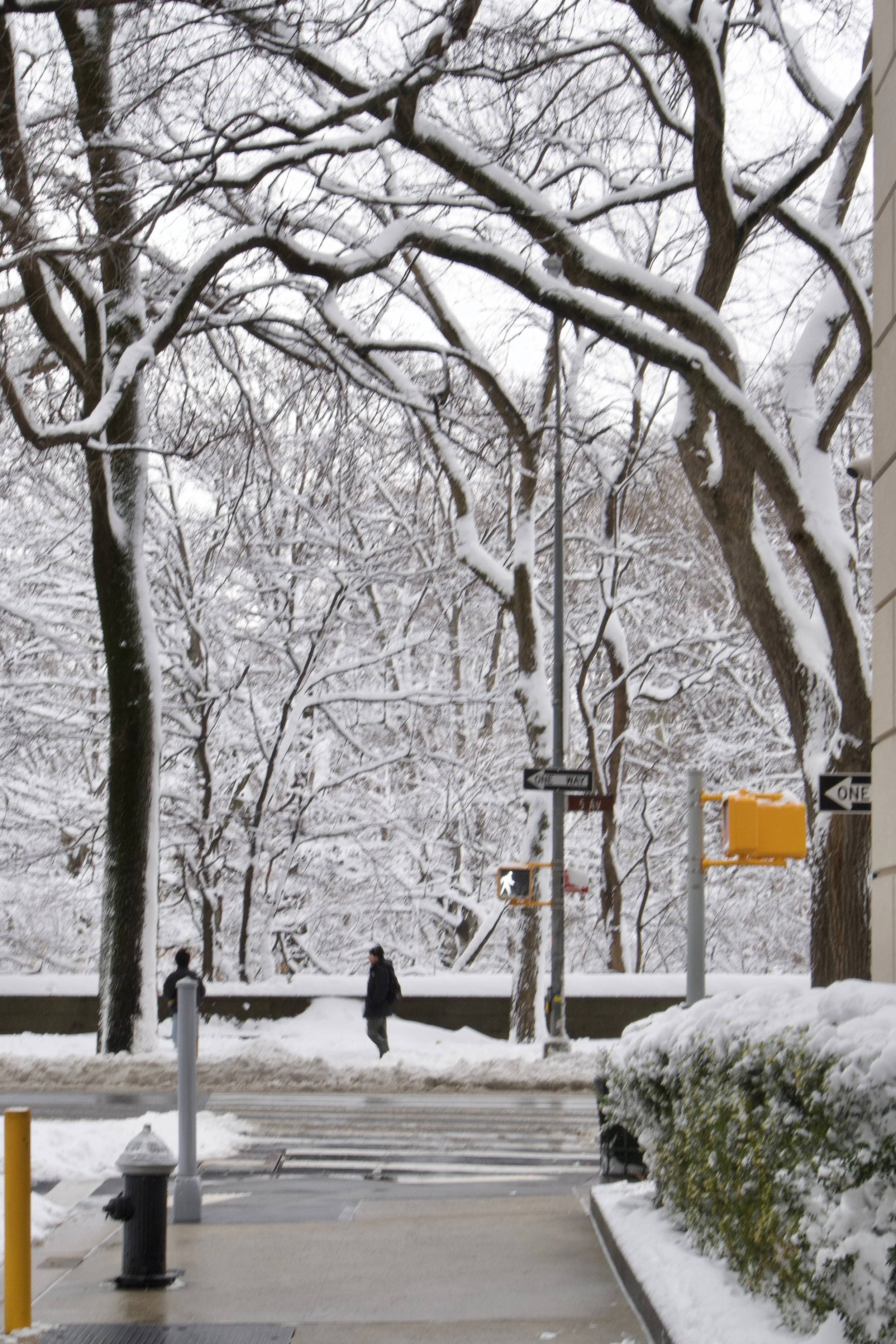 winter in central park