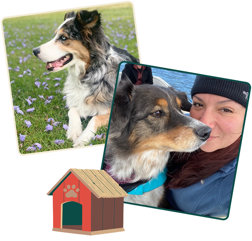 Photos of dogs with a person, one dog sitting on grass with purple flowers, another dog being close to a person on a boat, with a doghouse illustration included.