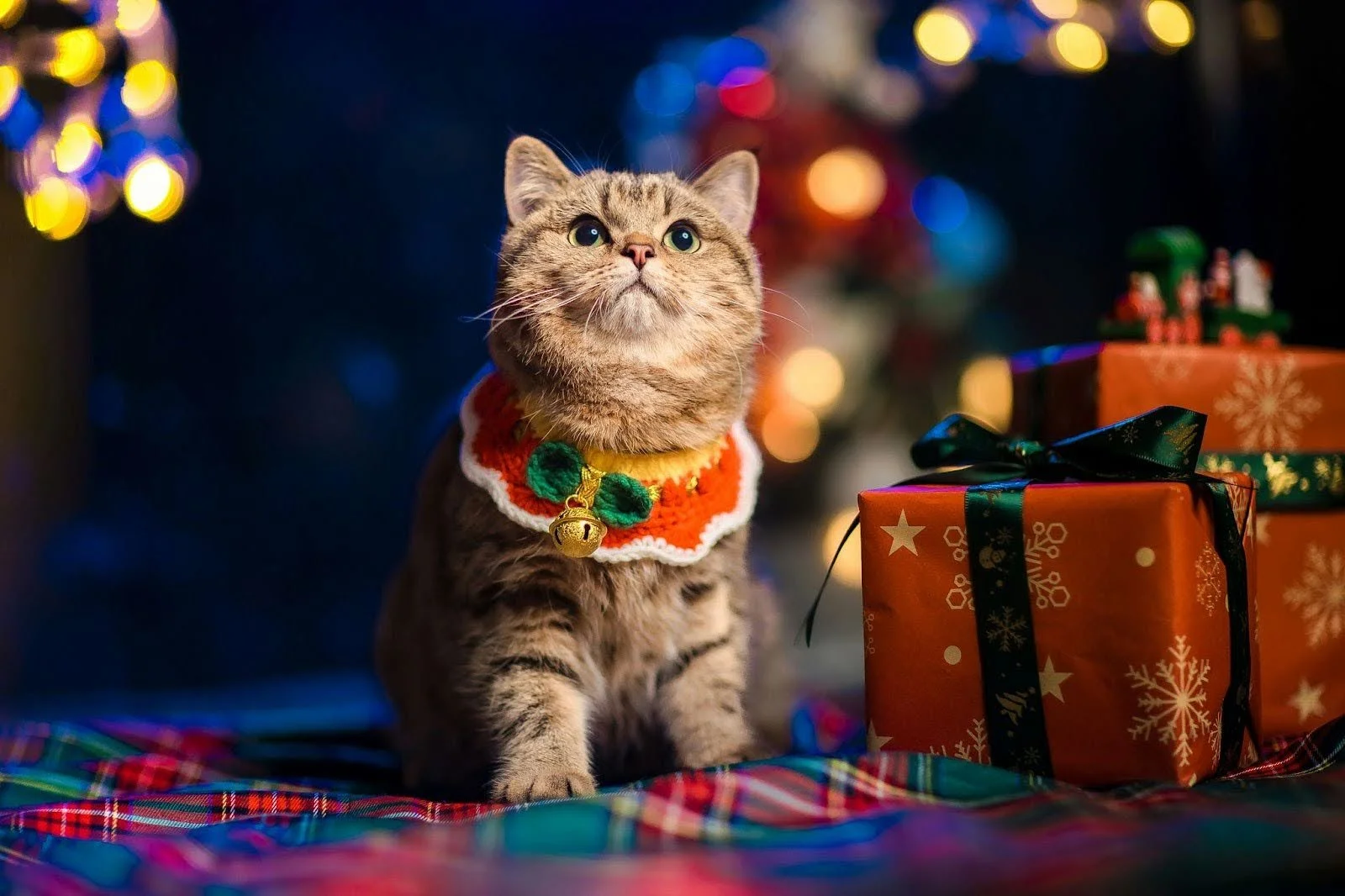 Keep the Holidays Happy: Preventing Choking Hazards for Pets