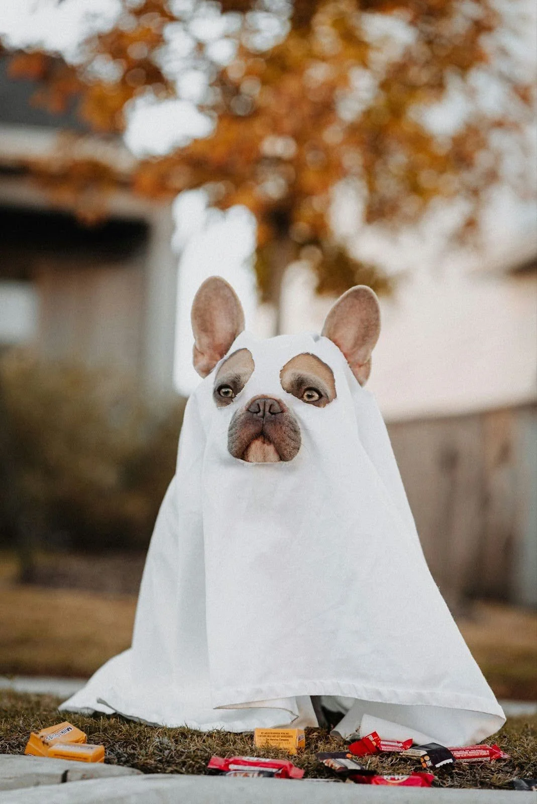 Halloween Safety Tips