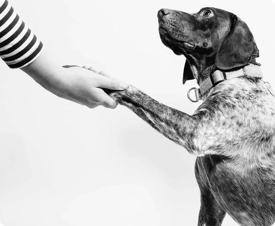A person wearing a striped shirt is shaking hands with a dog, which is extending its paw. The dog is a black and white speckled mixed breed with a collar, and is looking up at the person.