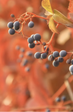 1-Week Critique's Salon Reading 4 with Shonda Buchanan