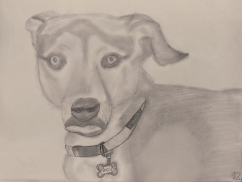 Drawing Pet Portraits