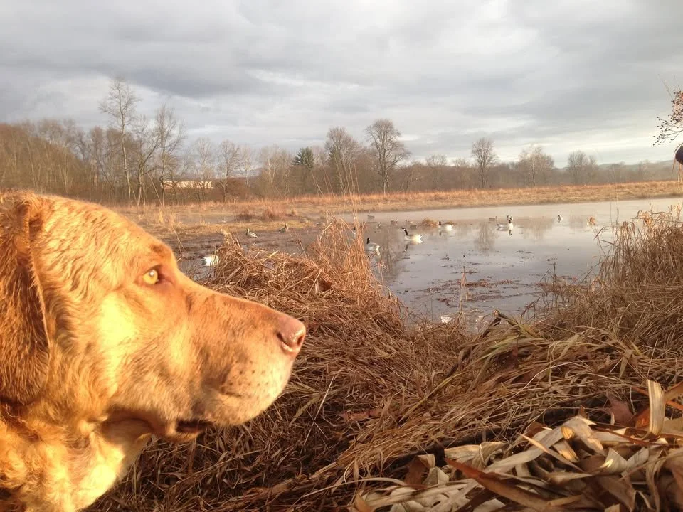 2026 Elkins Ducks Unlimited Dinner Banquet