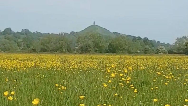 Spring in Somerset
