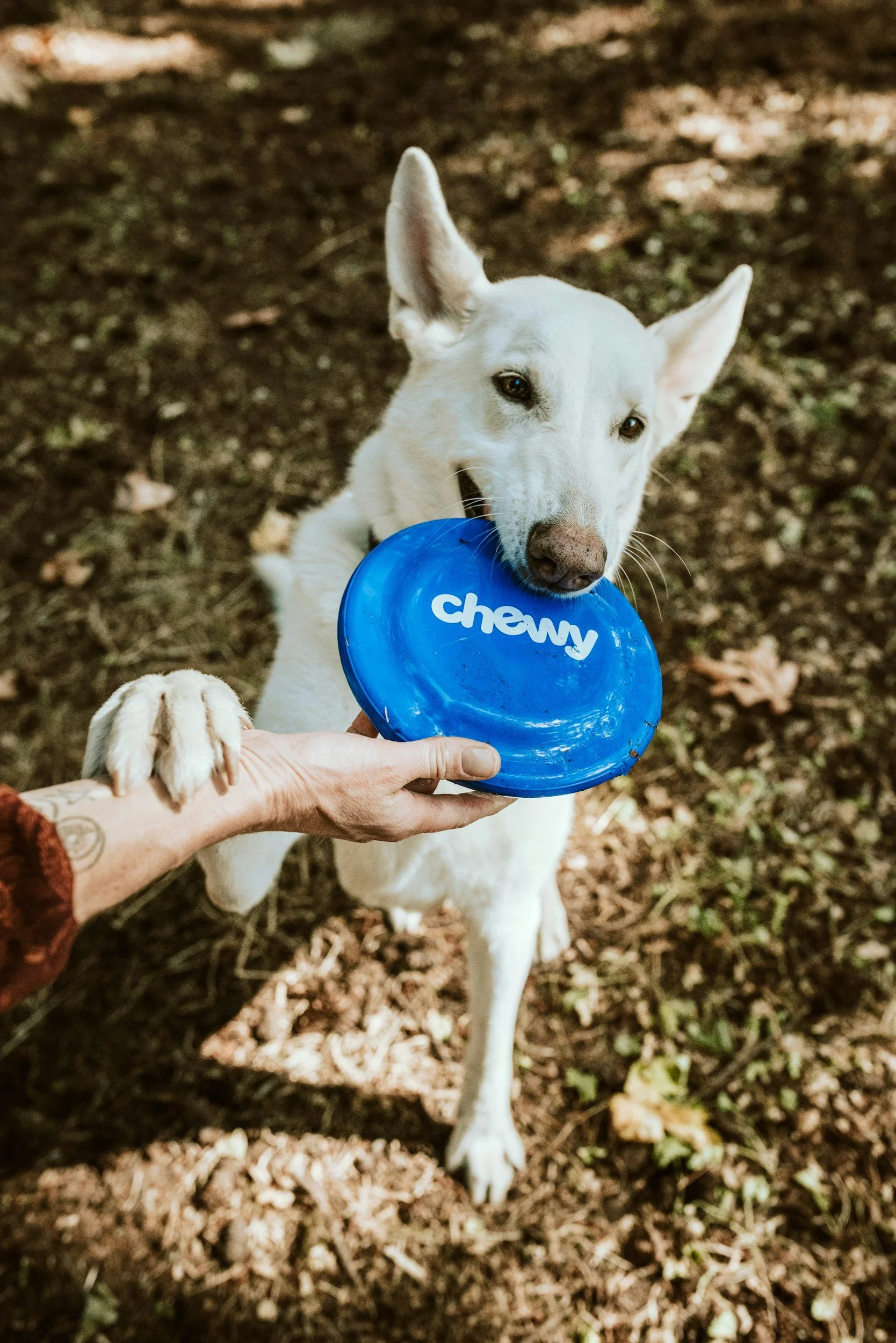 A white dog with pointy ears holding a blue frisbee with the word 'chewy' in its mouth, while a person holds the frisbee with their hand, in an outdoor setting.