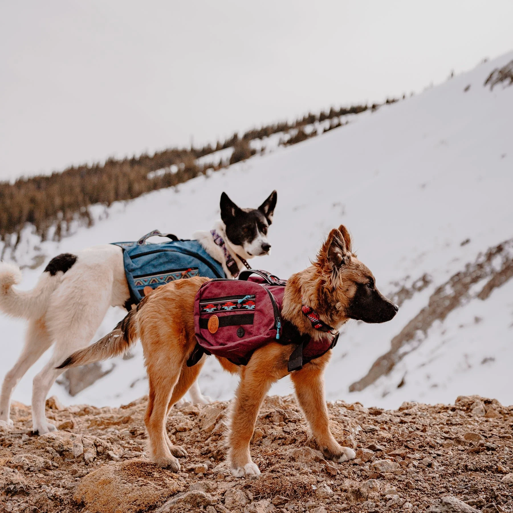 Two dogs wearing backpacks on rocky terrain with snow-covered mountains in the background.