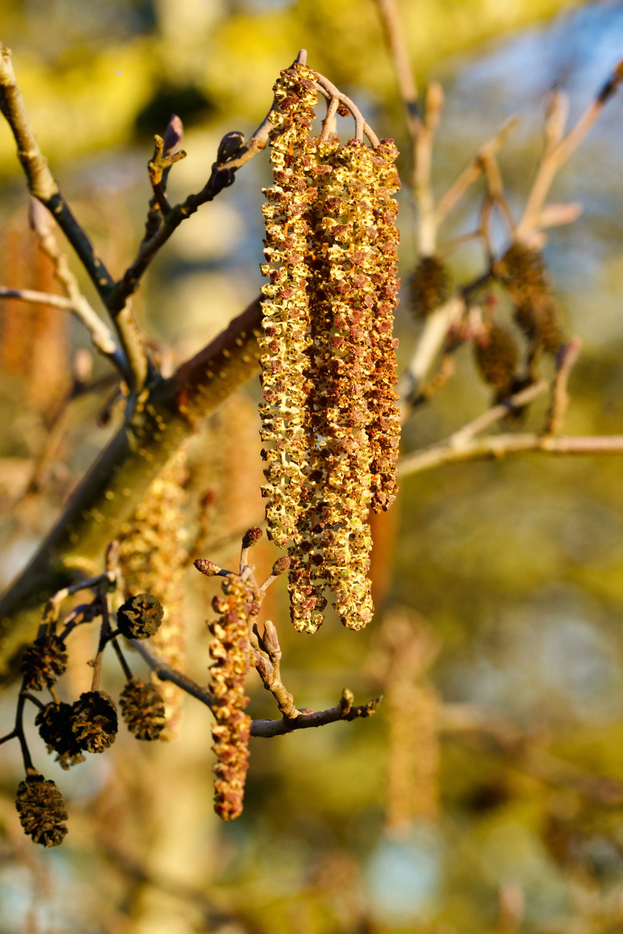 Close-up of yellow and brown catkin on a tree branch with blurred background.
