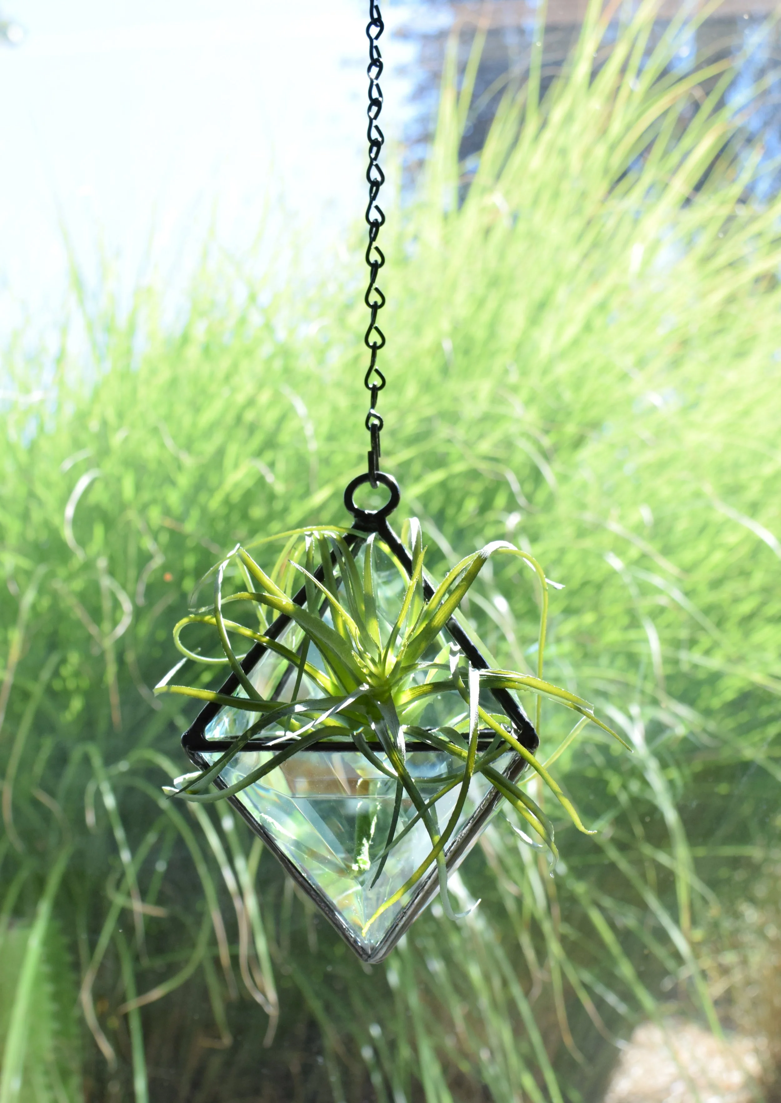 Hanging Terrarium