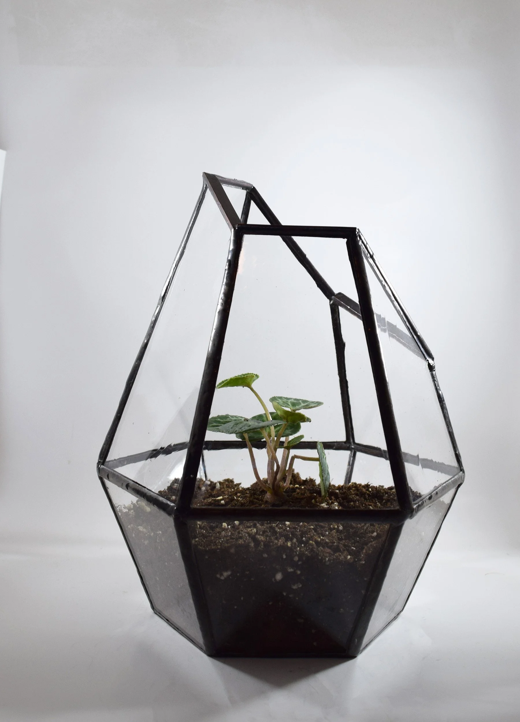 custom-stained-glass-terrarium-planter-fort-collins-colorado.jpg