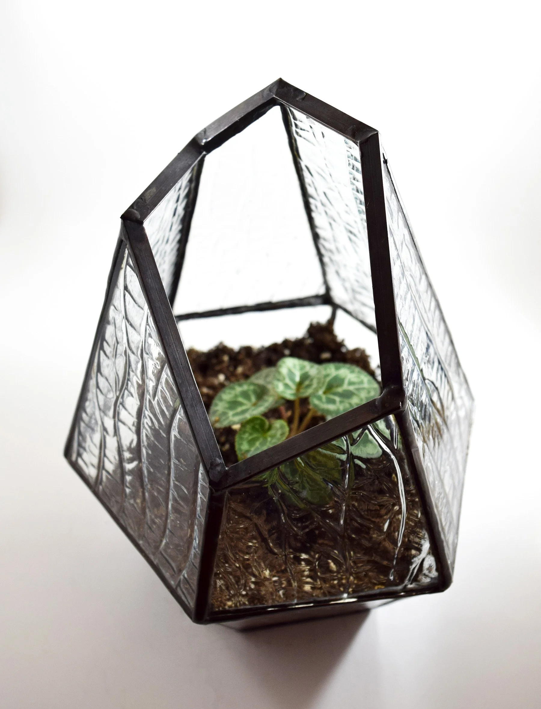Glass terrarium with a small green leafy plant inside, placed on a white surface.