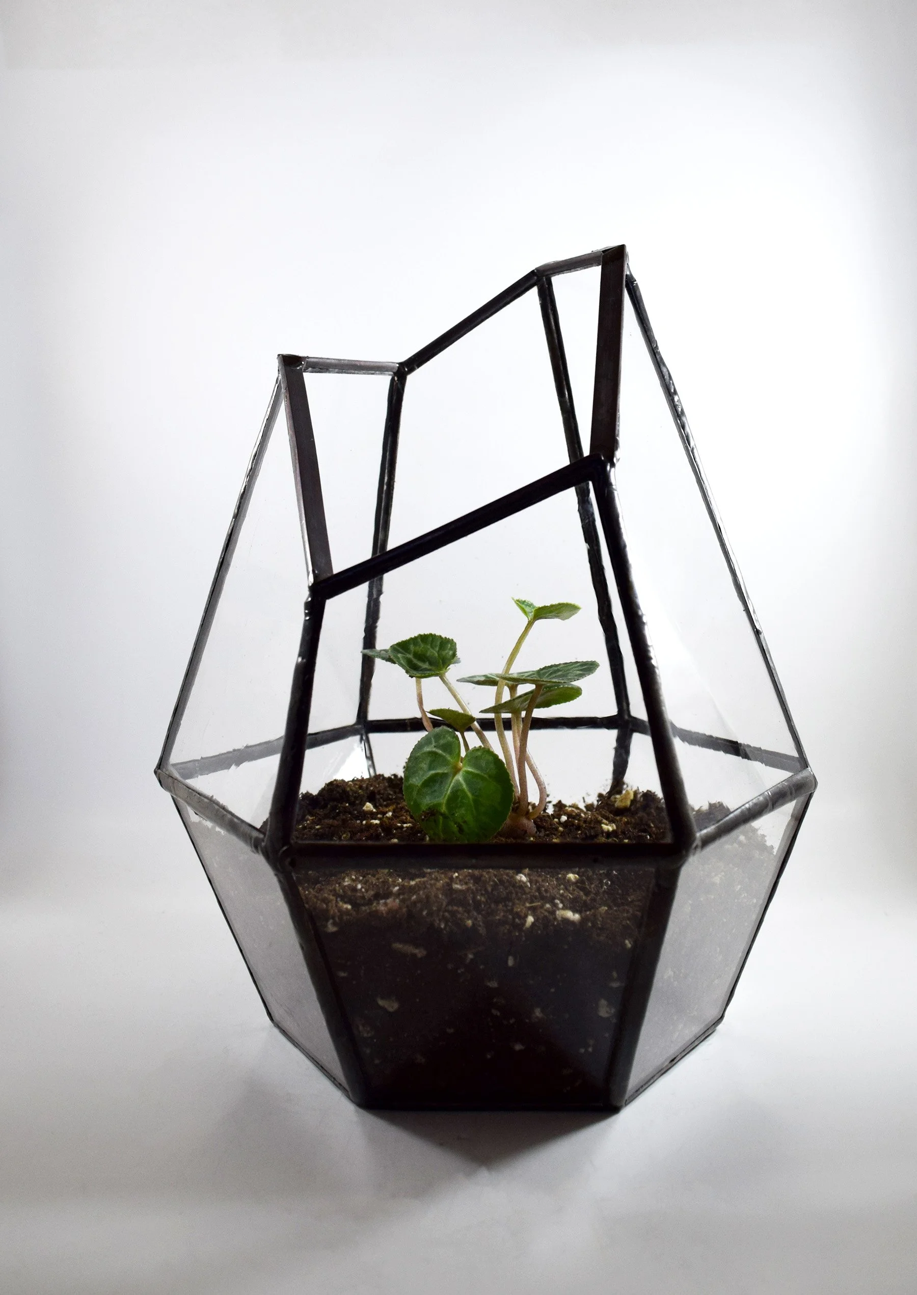 Faceted Glass Terrarium