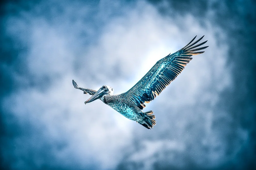 San Clemente Pelican