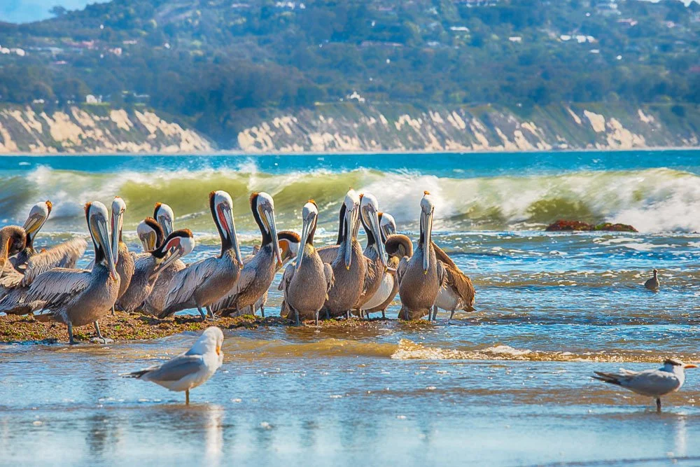 flock of pelicans on beach in santa barbara california.jpg