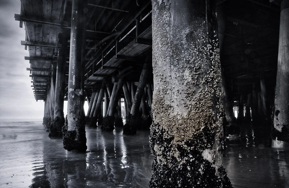 Santa Monica Barnacles