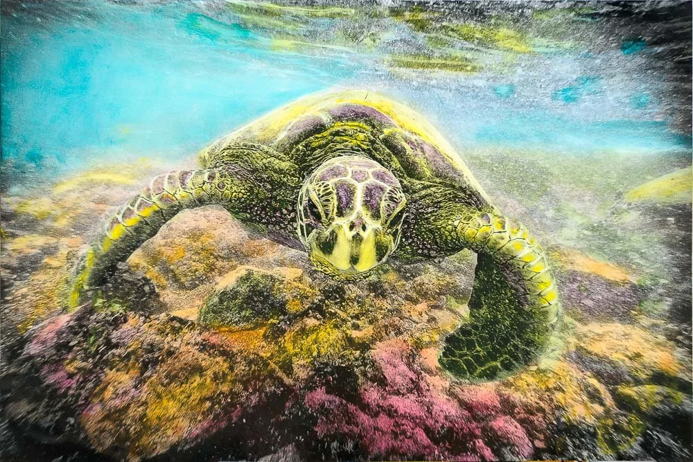 green sea turtel under water hand colored with oils in hawaii.jpg