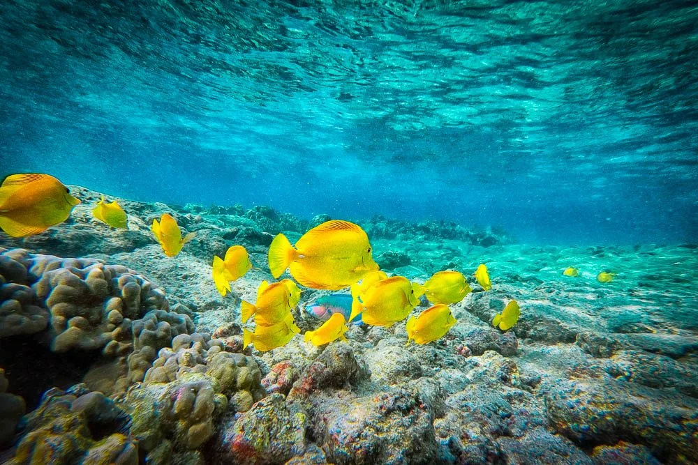 Yellow Tangs
