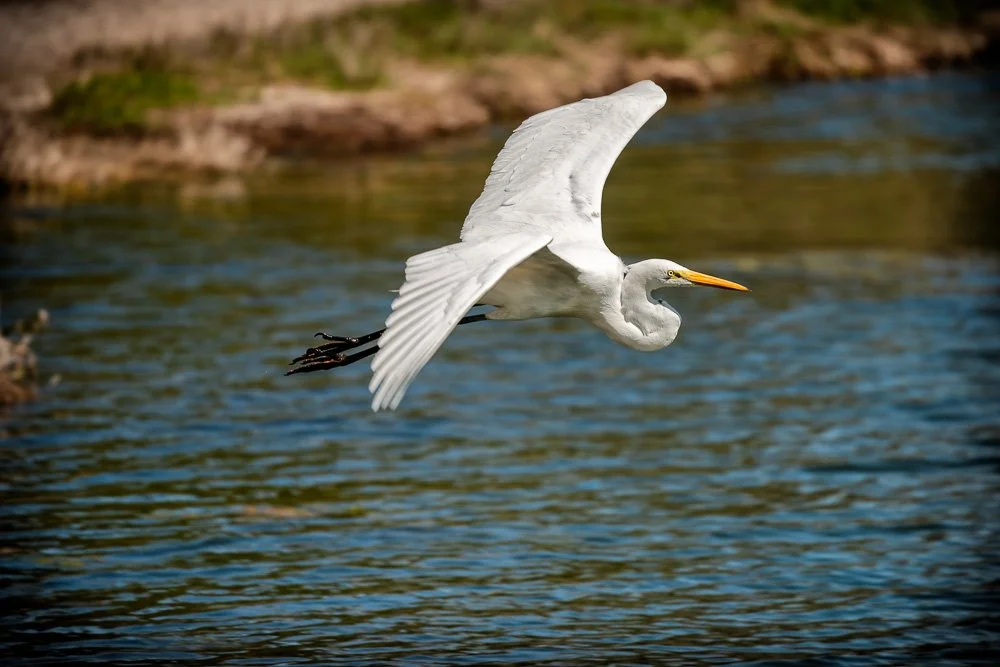 Great Egret