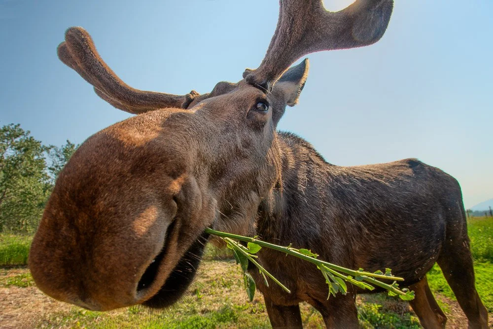 Munching Moose