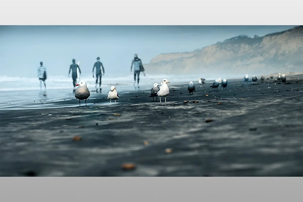 Surfers and Seagulls