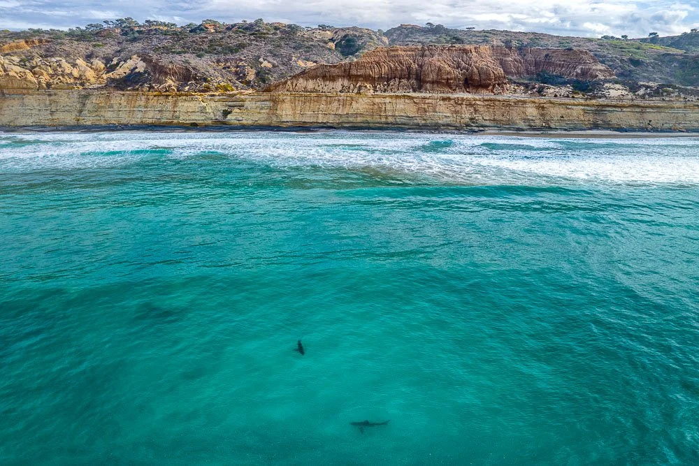 Torrey Pines Great Whites