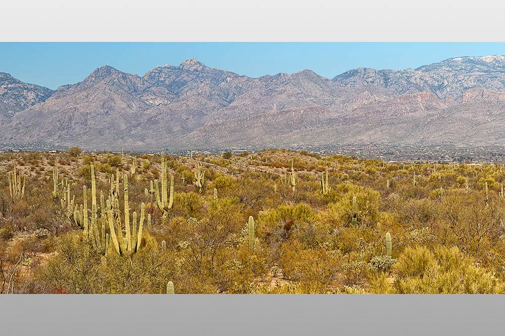 saguaro cacti in saguaro national park in arizona.jpg