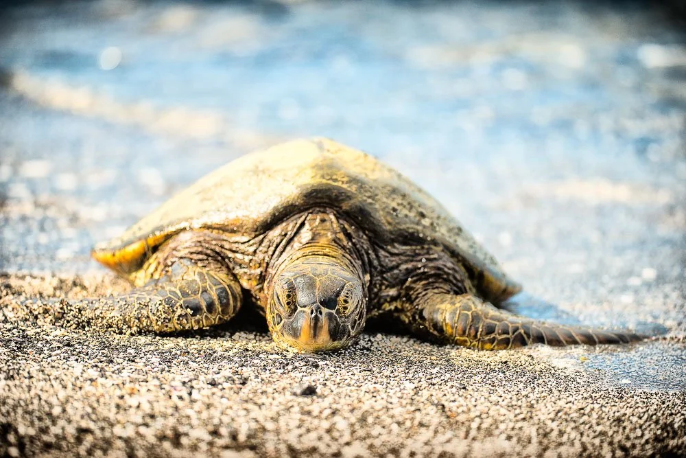 Resting Honu