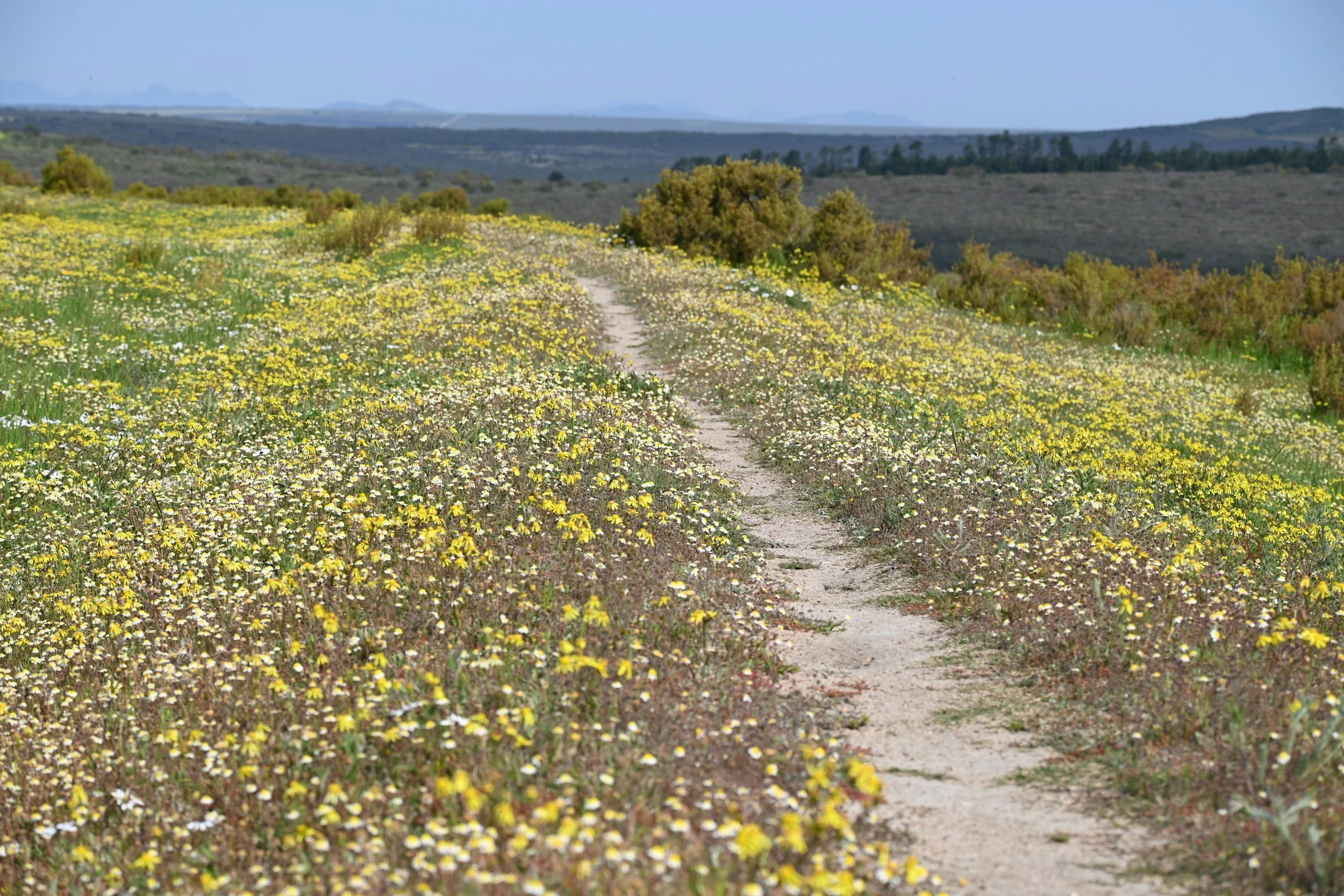 A dirt pathway cutting through a field of yellow and white wildflowers, with rolling hills and distant mountains in the background.