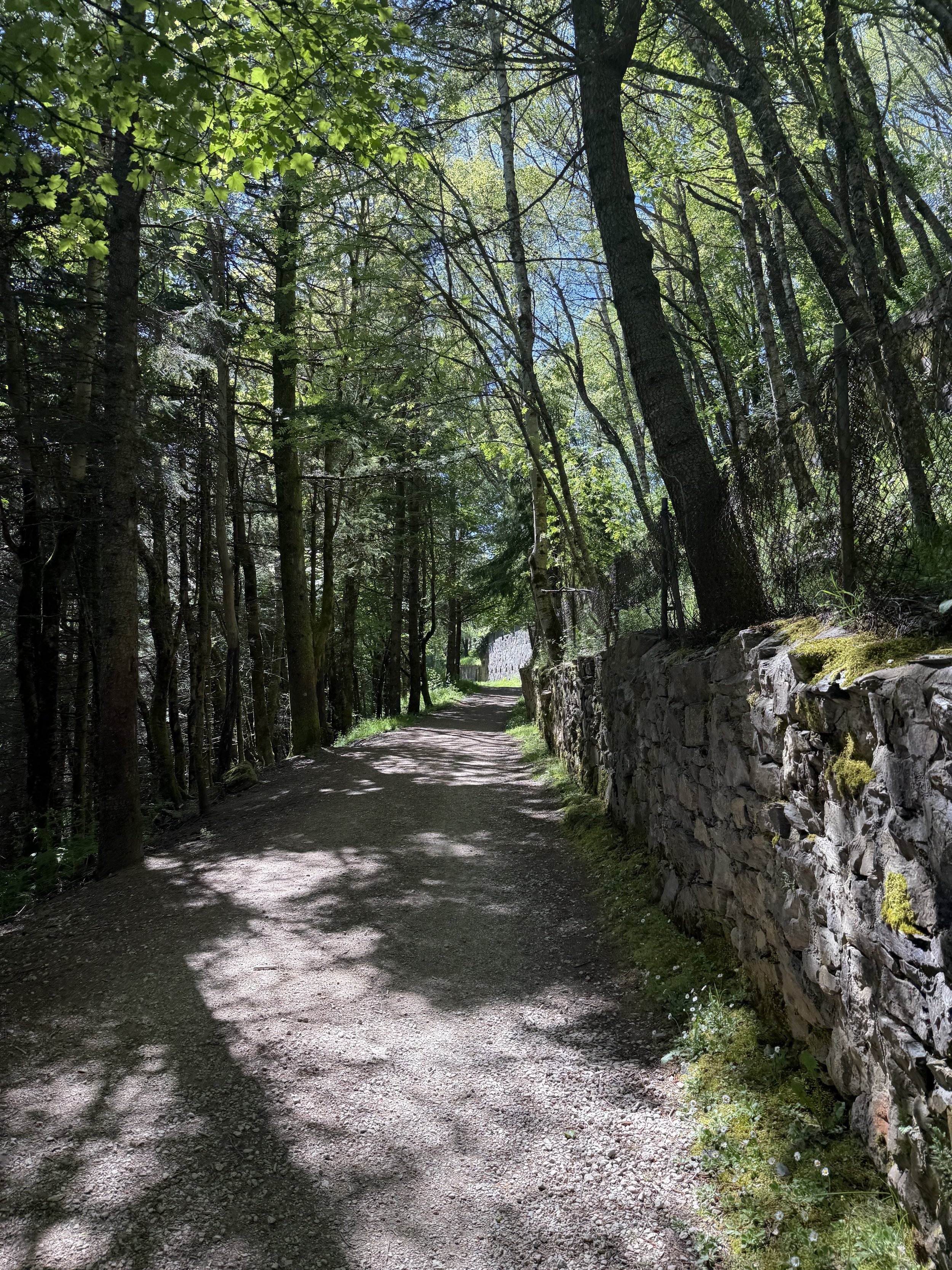 A forest trail with dirt ground, surrounded by trees with green leaves, and a stone wall on the right side.