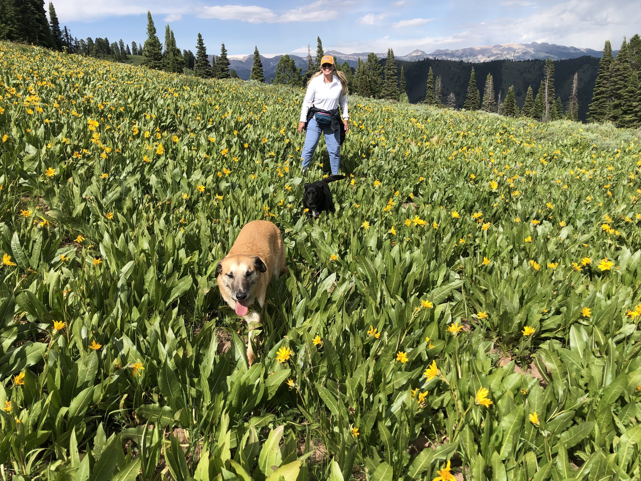 A woman walking with three dogs through a green field filled with yellow flowers under a partly cloudy sky, with trees and mountains in the background.