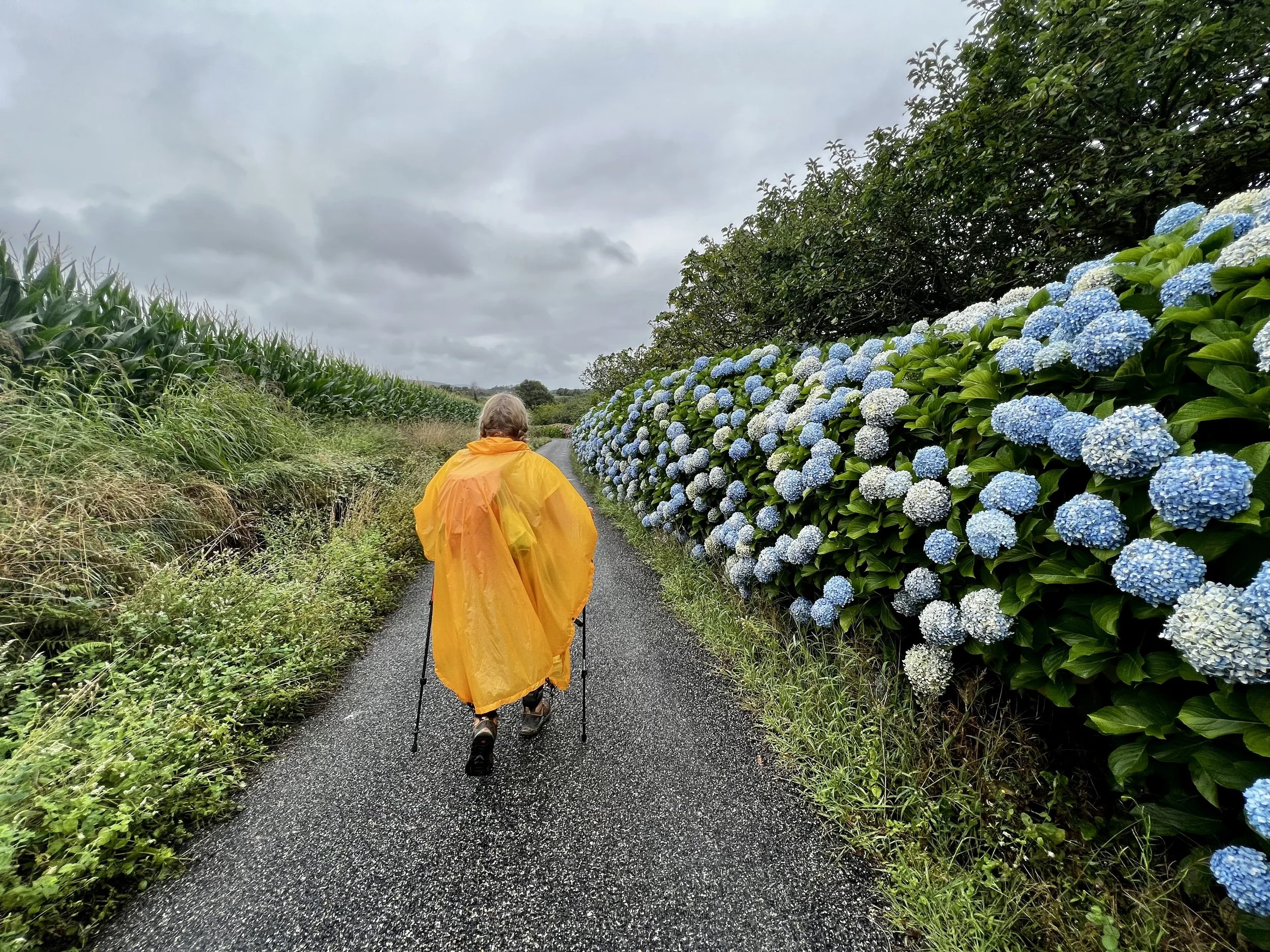 A person walking on a wet narrow road during cloudy weather, wearing a yellow rain poncho and using walking sticks, with green plants and a row of blue and white hydrangea flowers on the right side.