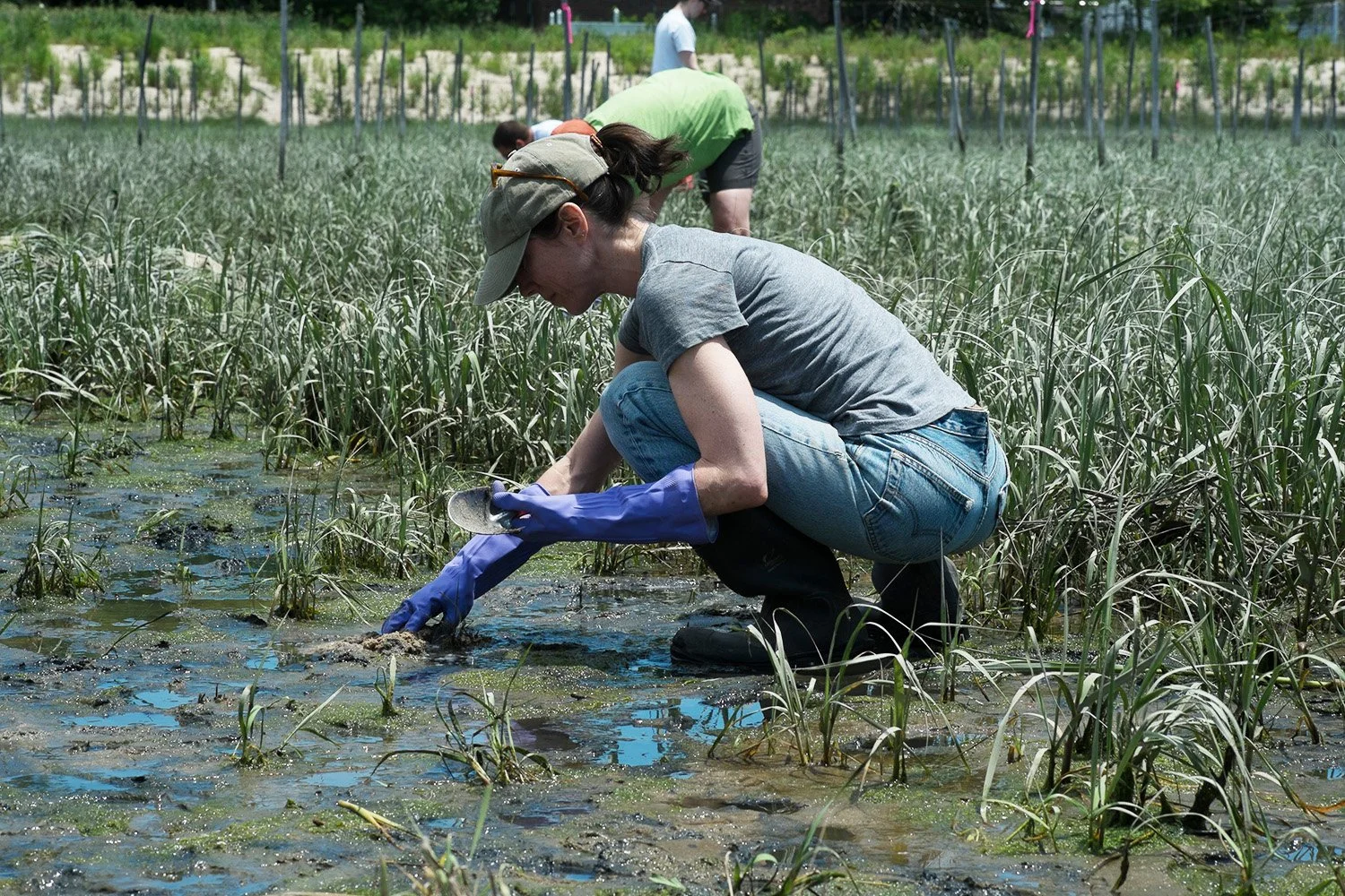 Carolyn Hall, historical marine ecologist, dancer, researcher, science-art collaborator, led the movement event at iLAND Research Event in 2014. She is planting here.
