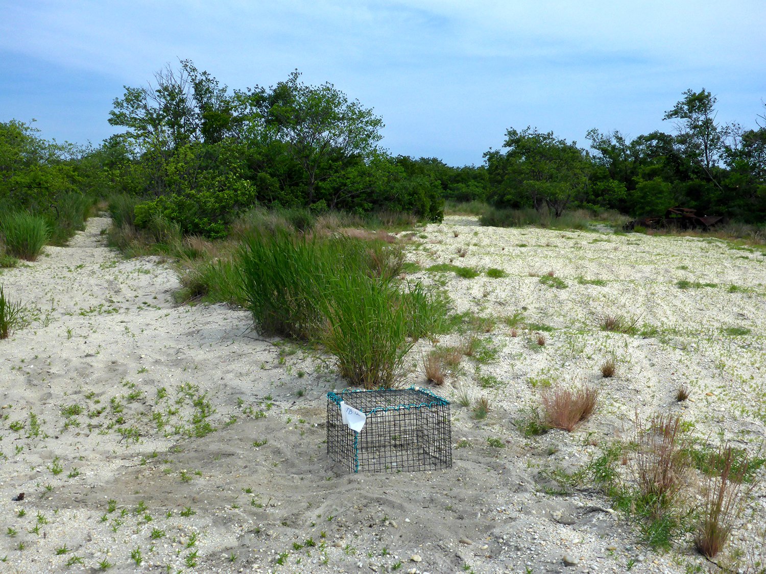 Cages installed to protect Diamondback Terrapin nests in Idlewild Park. Conservation project designed & implemented by Ellen Pehek with assistance from Idlewild crew and Eastern Queens Alliance.