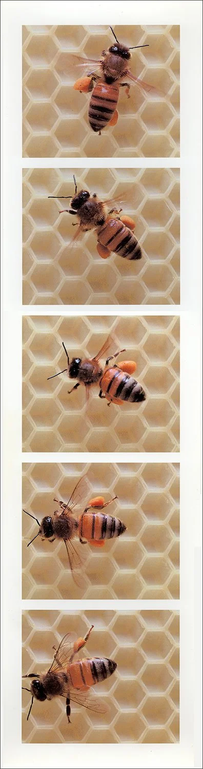 api-index 5.4, orange pollen, 1999, digital print, 17"x4.5"
all bees are sister/workers from one hive