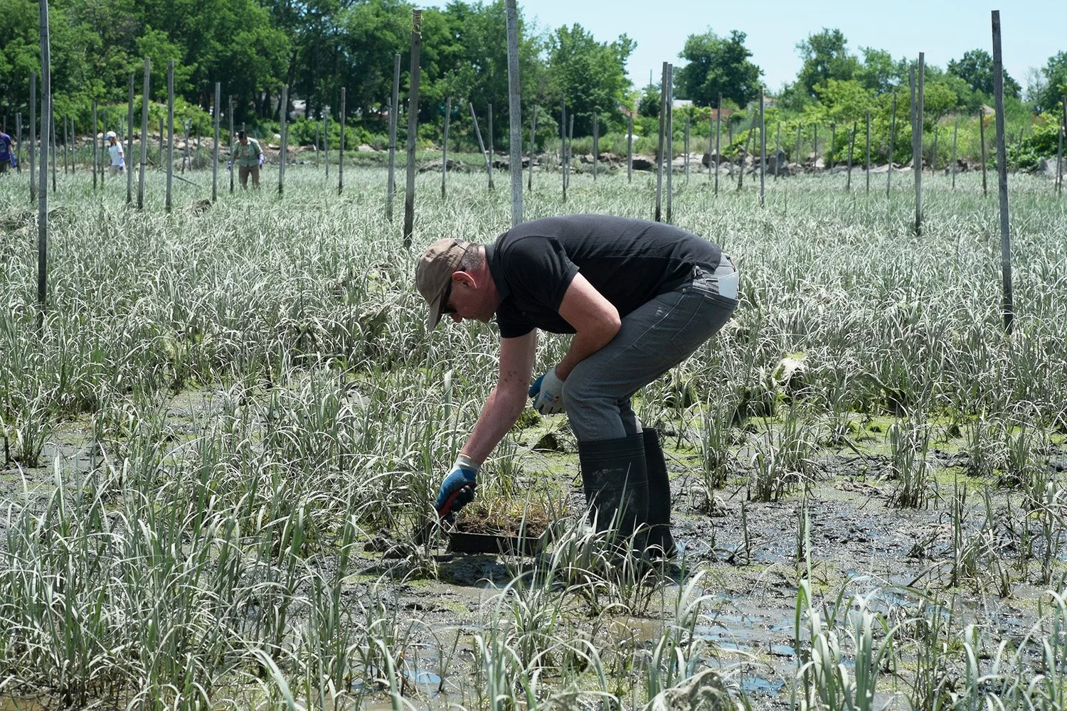 iLAND Research Event, Creating Habitat, Form and Function, Soundview Park, New York, NY 2014. Volunteers planting.